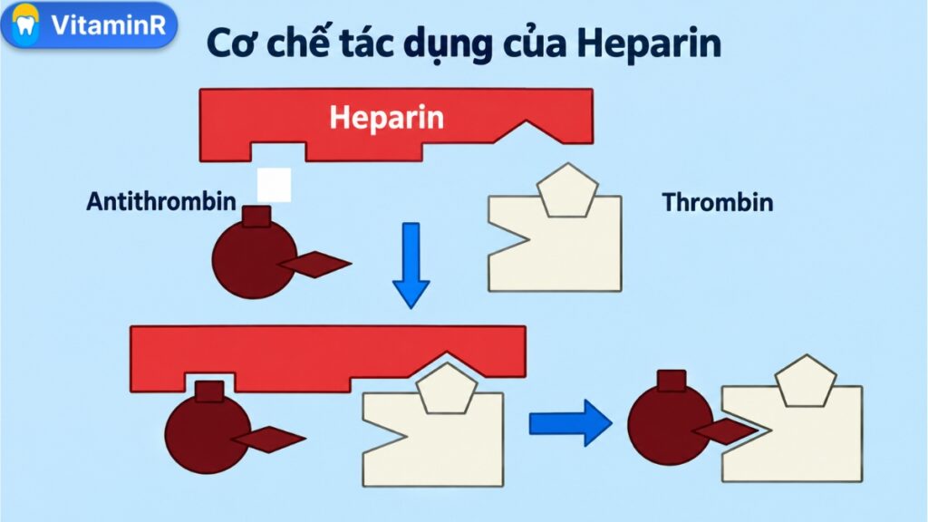 Sơ đồ VitaminR minh họa heparin hỗ trợ antithrombin ức chế thrombin trong quá trình đông máu